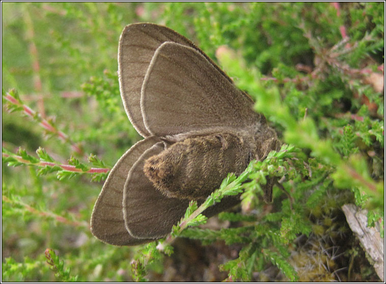 Fox Moth, Macrothylacia rubi