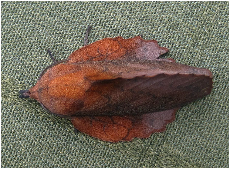 Lappet, Gastropacha quercifolia