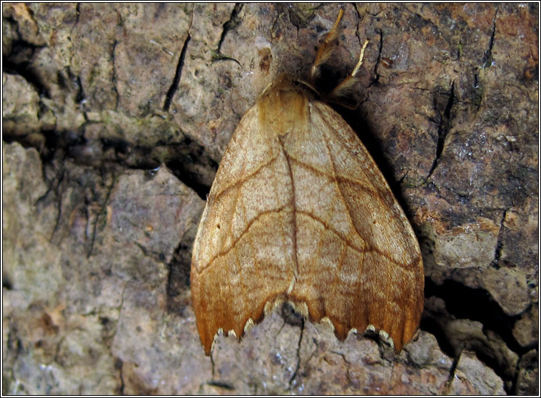 Moths - Scalloped Hook-tip, Falcaria lacertinaria