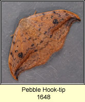 Pebble Hook-tip, Drepana falcataria