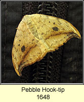Pebble Hook-tip, Drepana falcataria