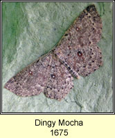 Dingy Mocha, Cyclophora pendularia