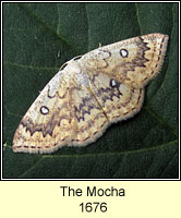 Mocha, Cyclophora annularia