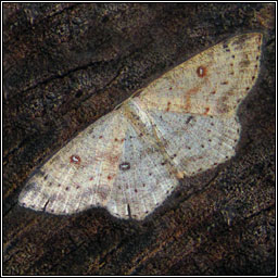 Birch Mocha, Cyclophora albipunctata