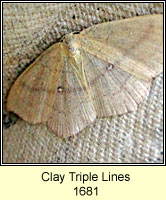 Clay Triple Lines, Cyclophora linearia