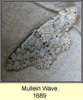 Mullein Wave, Scopula marginepunctata