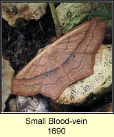 Small Blood-vein, Scopula imitaria