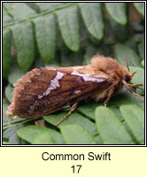 Common Swift, Hepialus lupulinus