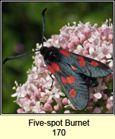Five-spot Burne, Zygaena trifolii