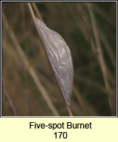 Five-spot Burne, Zygaena trifolii