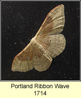 Portland Ribbon Wave, Idaea degeneraria