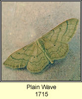 Plain Wave, Idaea straminata