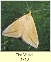 Vestal, Rhodometra sacraria