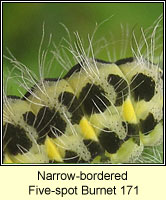 Narrow-bordered Five-spot Burnet, Zygaena lonicerae