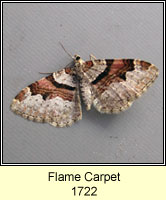 Flame Carpet, Xanthorhoe designata