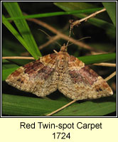 Red Twin-spot Carpet, Xanthorhoe spadicearia