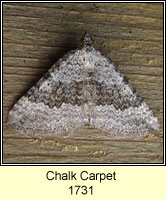 Chalk Carpet, Scotopteryx bipunctaria