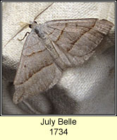 July Belle, Scotopteryx luridata