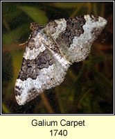 Galium Carpet, Epirrhoe galiata