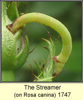 The Streamer, Anticlea derivata