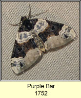 Purple Bar, Cosmorhoe ocellata