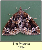 Phoenix, Eulithis prunata
