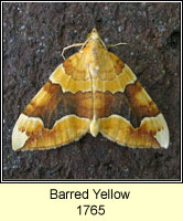 Barred Yellow, Cidaria fulvata