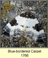 Blue-bordered Carpet, Plemyria rubiginata