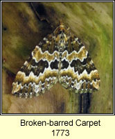 Broken-barred Carpet, Electrophaes corylata