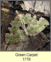 Green Carpet, Colostygia pectinataria