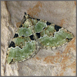 Green Carpet, Colostygia pectinataria