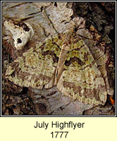 July Highflyer, Hydriomena furcata