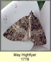 May Highflyer, Hydriomena impluviata