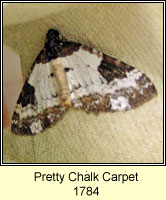 Pretty Chalk Carpet, Melanthia procellata