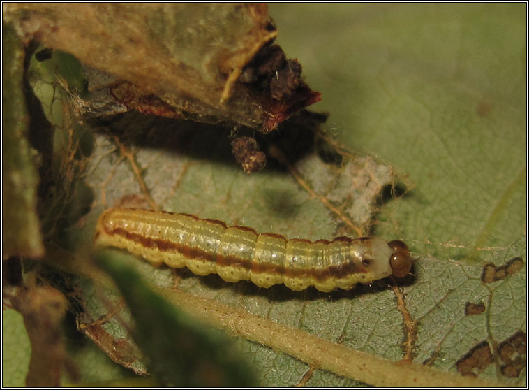 Scallop Shell, Rheumaptera undulata, larva