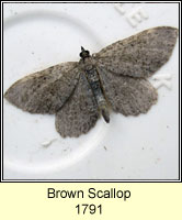 Brown Scallop, Philereme vetulata