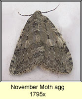 November Moth agg, Epirrita dilutata agg