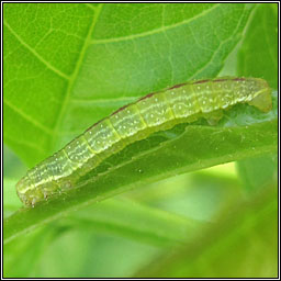 November Moth agg, Epirrita dilutata agg