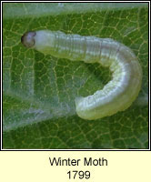 Winter Moth, Operophtera brumata