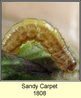 Sandy Carpet, Perizoma flavofasciata