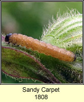 Sandy Carpet, Perizoma flavofasciata