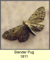 Slender Pug, Eupithecia tenuiata