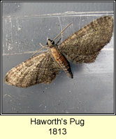 Haworth's Pug, Eupithecia haworthiata
