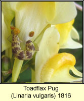 Toadflax Pug, Eupithecia linariata