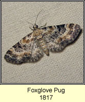 Foxglove Pug, Eupithecia pulchellata
