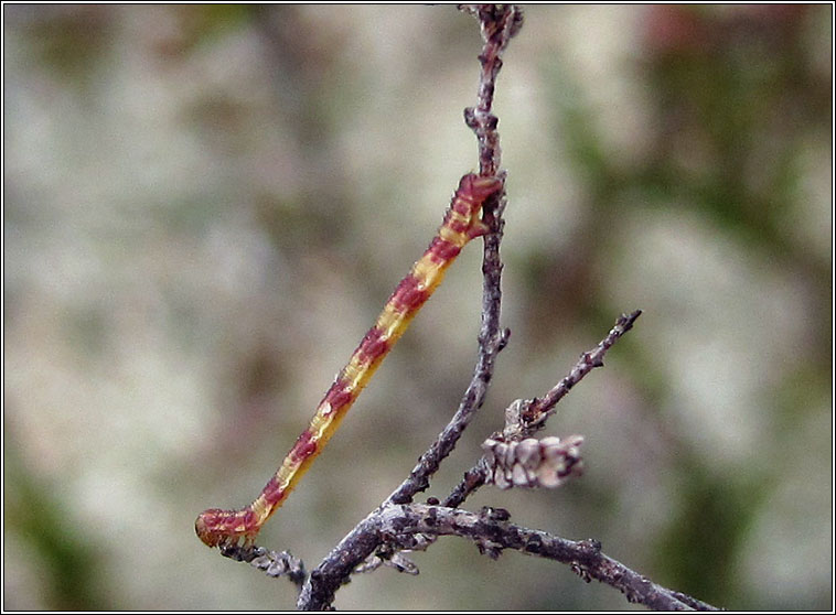 Lime-speck Pug, Eupithecia centaureata, caterpillar