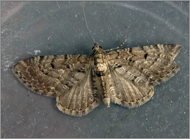 Freyer's Pug, Eupithecia intricata