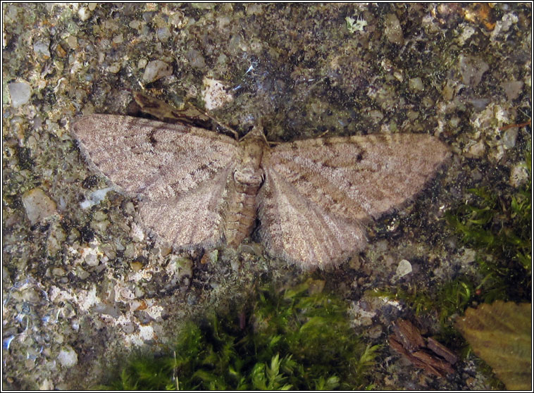 Freyer's Pug, Eupithecia intricata