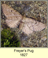 Freyer's Pug, Eupithecia intricata