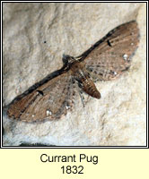 Currant Pug, Eupithecia assimilata